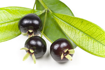 Grumichama Eugenia Brasiliensis