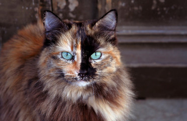 Sibirische Katze
