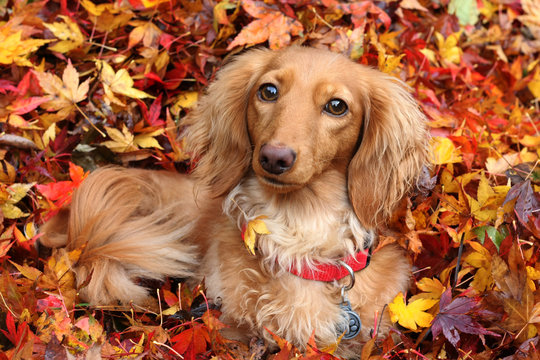 Autumn dachshund dog
