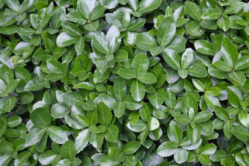background of green leaves