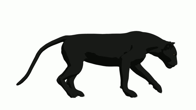Black Panther Walking