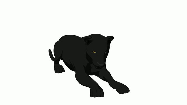 Black Panther Lying Down