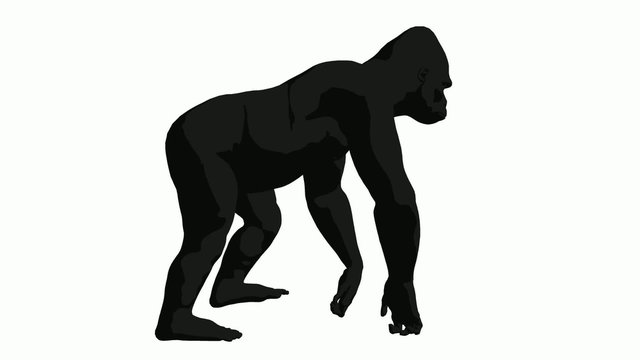 Gorilla Walking