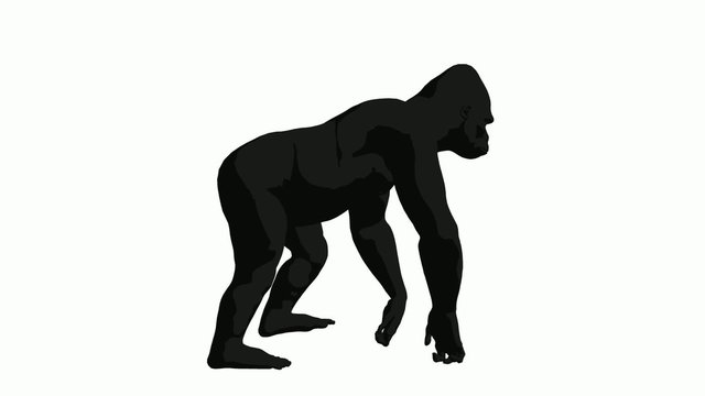 Gorilla Walking