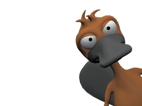bonjour l'ornithorynque
