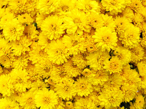 dark yellow chrysanthemum flowers background