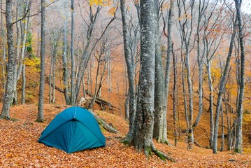 green touristic tent in a autumn forest © Yuriy Kulik