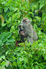 Makakenmutter mit Baby 9528