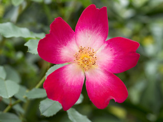 Fototapeta na wymiar Single red & yellow wildrose, flower bacground