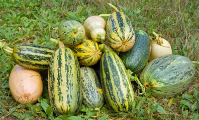 Vegetable marrows 24