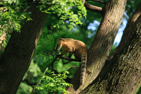 Nasenb&auml;r im Baum