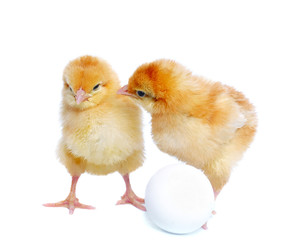 Fototapeta premium two yellow chickens and egg
