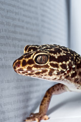 Gecko with book