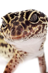 Gecko close up