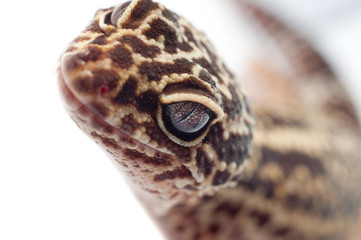 Gecko looking