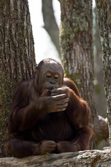 Orangutan