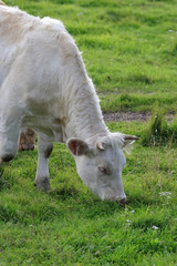 Cow graze