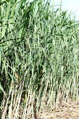 champ de cannes à sucre