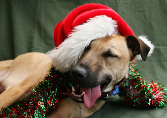 Happy tired dog in Santa Hat