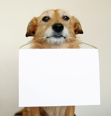 Dog with blank sign