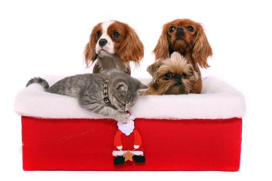 zwei Hunde und Katze im Weihnachtskarton