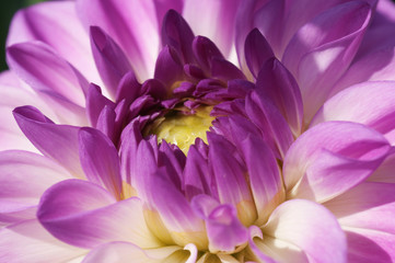 Purple Chrysanthemum bud, close-up photograph