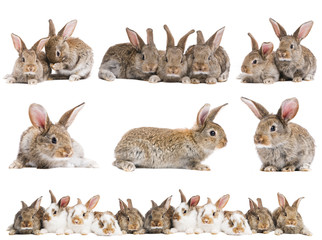 set of brown baby rabbits