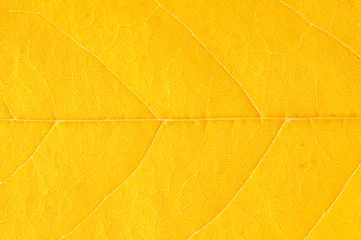 Papier peint photo intissé Leaf yellow background