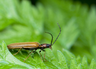 Denticollis linearis