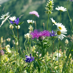 Wiesenblumen