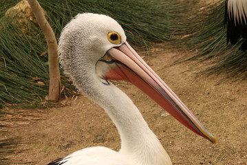Pelican