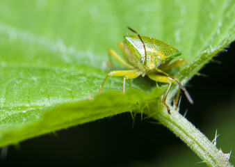 Elasmostethus © Gucio_55