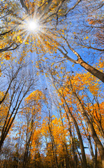 Colorful autumn landscape in the forest