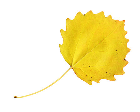 Blatt einer Espe im Herbst, Blattunterseite