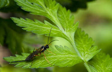 Gąsienicznik Ichneumonidae