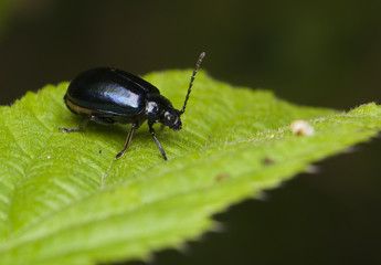 Hurmak olchowiec Agerastica alni