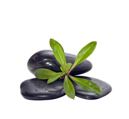A handful of stones with the young green plants.