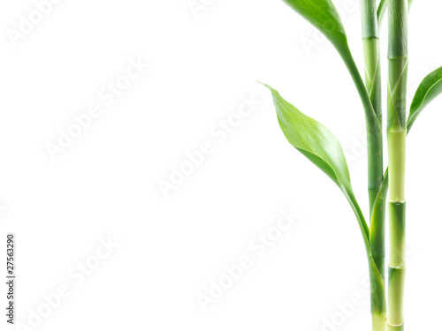 "Plant border" Stock photo and royalty-free images on Fotolia.com - Pic