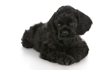 cocker spaniel puppy