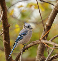 Blue Jay, Cyanocitta cristata