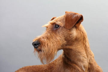 Irish terrier