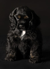 cocker spaniel puppy