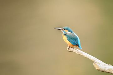 枝先のカワセミ