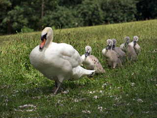 Swan and Cygnets
