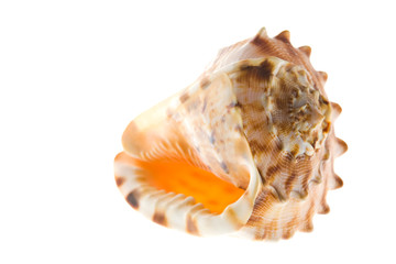 Seashell isolated on a white background