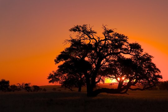 Baum in Afrika im roten Sonnenuntergang