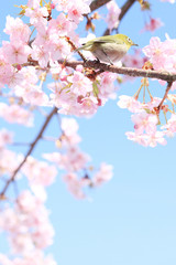 満開の彼岸桜とメジロ