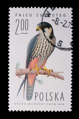 Poland - CIRCA 1974: A stamp - Falco Subbuteo