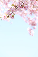 Fototapeta na wymiar Wiśniowe drzewo które kwiaty w pełnym rozkwicie wczesnego