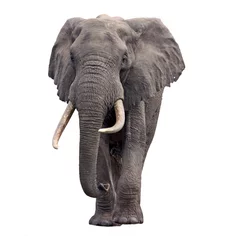 Papier Peint photo Lavable Éléphant éléphant marchant isolé